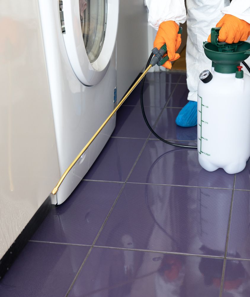 Dedetização em Salvador