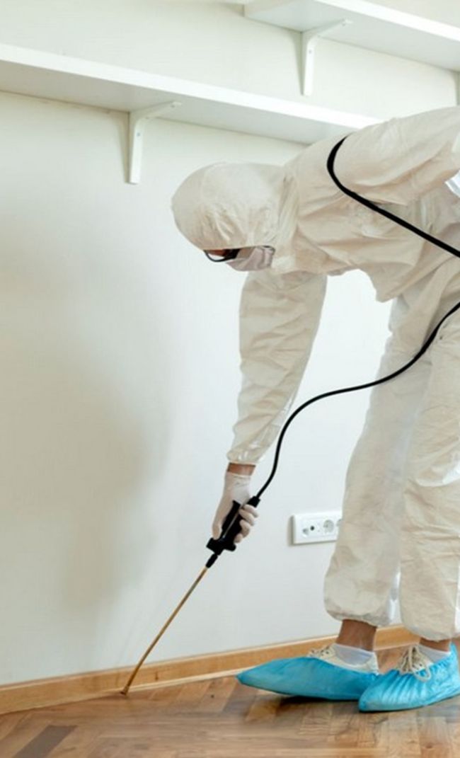 dedetizadora em Salvador